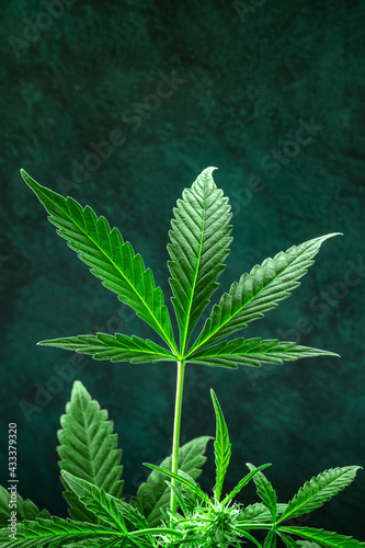 Green marijuana leaf on a dark background with a place for text