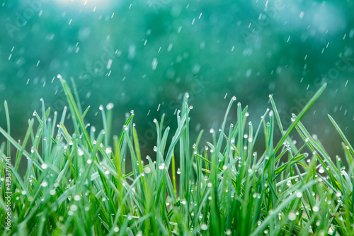 Summer background, young green grass after the rain.