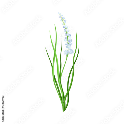 Violet Flower or Blossom on Leafy Stalk or Stem Vector Illustration