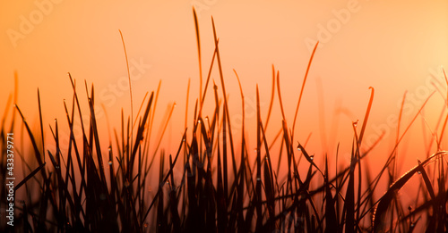 Grass on a sunset background, silhouette. Natural background.