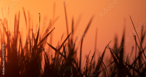 Grass on a sunset background  silhouette. Natural background.