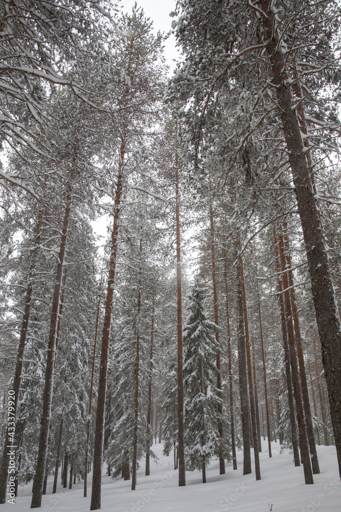 Fototapeta premium Snow covered trees