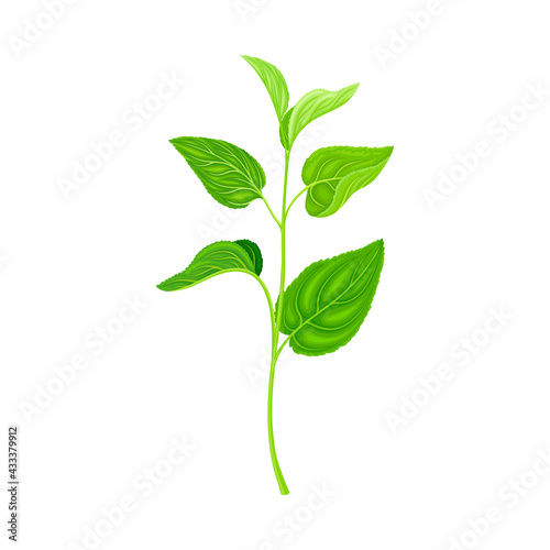 Green Leafy Stem or Stalk with Foliage and Veins Vector Illustration