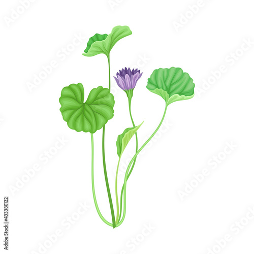 Tall Stem or Stalk with Violet Floret and Green Broad Leaves Vector Illustration