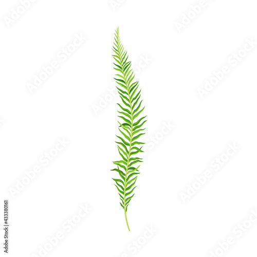 Green Leafy Stem or Stalk with Foliage and Veins Vector Illustration