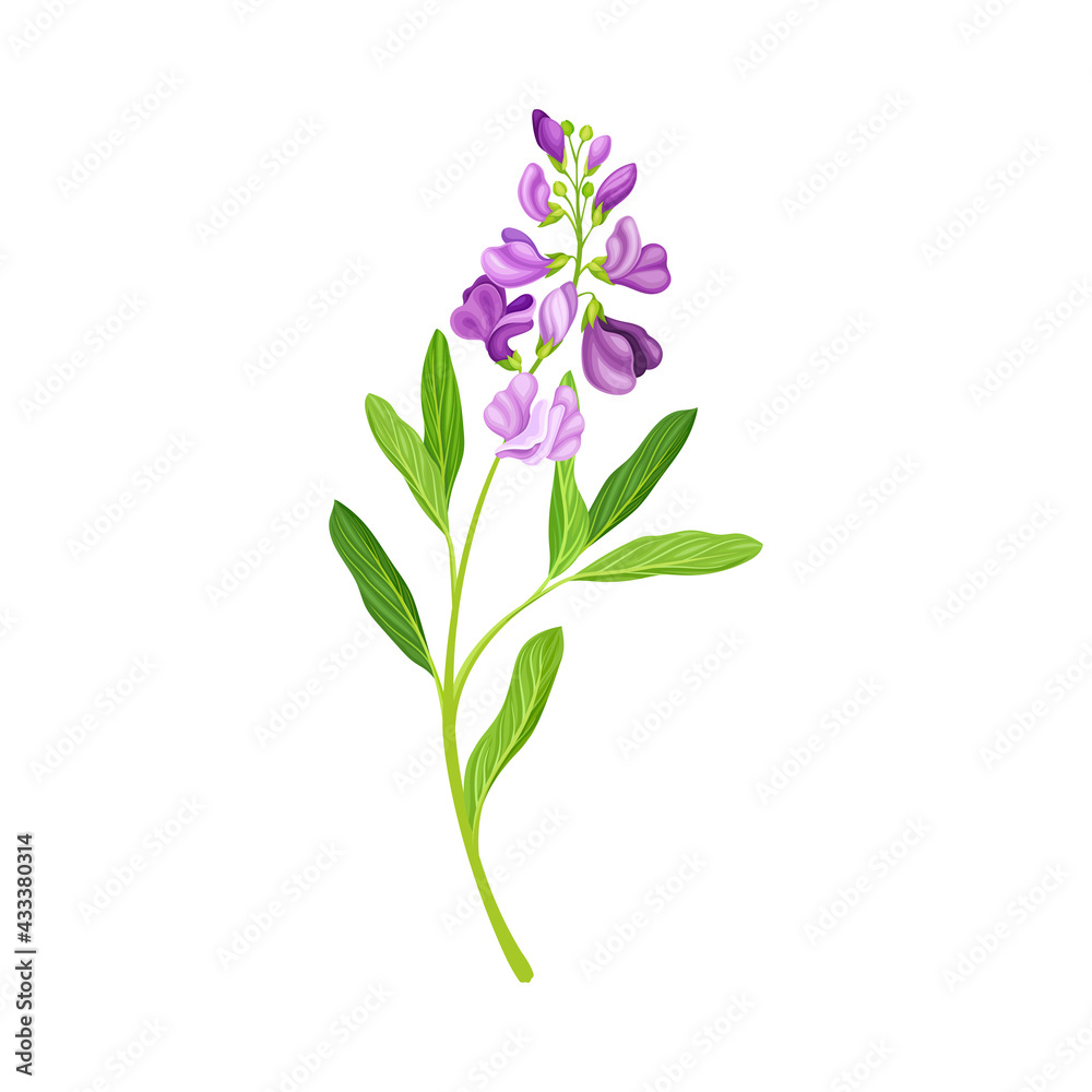 Violet Flower or Blossom on Leafy Stalk or Stem Vector Illustration Violet Flower or Blossom on Leafy Stalk or Stem Vector Illustration