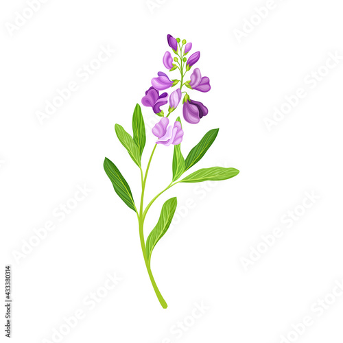 Violet Flower or Blossom on Leafy Stalk or Stem Vector Illustration