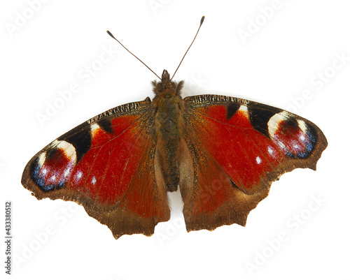 beautiful buterfly isolated on white background photo