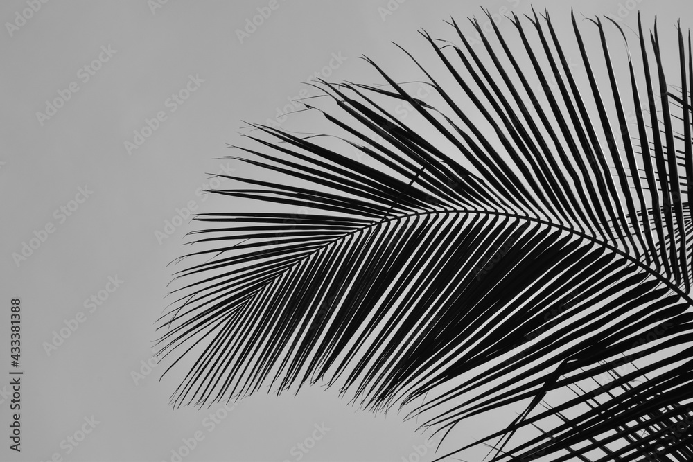 Fototapeta premium Dark palm leaf stem arc close up black and white view background against the sky