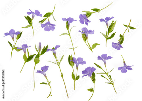 blue periwinkles isolated on white background. Spring flowers.