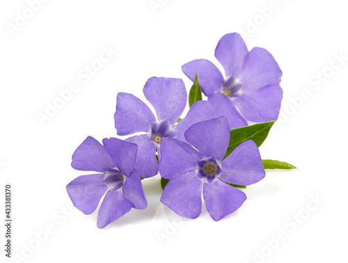 blue periwinkles isolated on white background. Spring flowers. © Diana Taliun