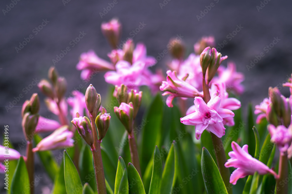 Pink hyacinths close-up in early spring in the morning light. Background. Selective focus Pink hyacinths close-up in early spring in the morning light. Background. Selective focus