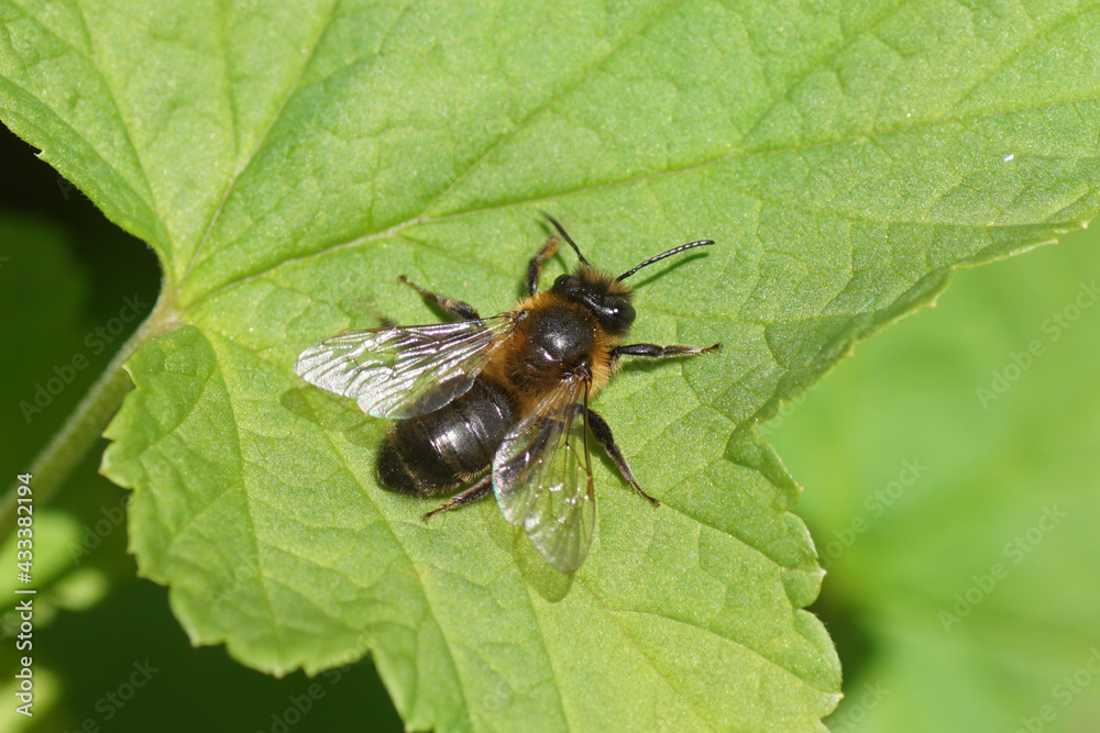 Chocolate mining bee or hawthorn bee (Andrena scotica) on a leaf. Family mining bees (Andrenidae). Spring, Dutch garden. May, Netherlands Chocolate mining bee or hawthorn bee (Andrena scotica) on a leaf. Family mining bees (Andrenidae). Spring, Dutch garden. May, Netherlands