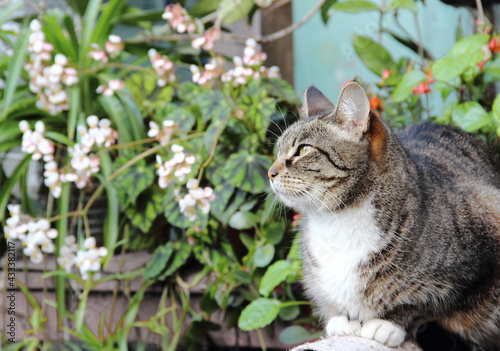 Wallpaper Mural Mascotas_gato_animales_fauna_pets_cat Torontodigital.ca