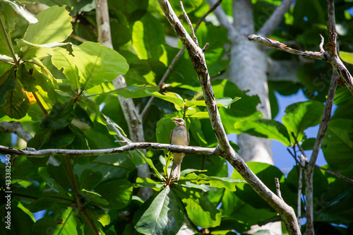 Olive-backed Sunbird in nature and eating insects 