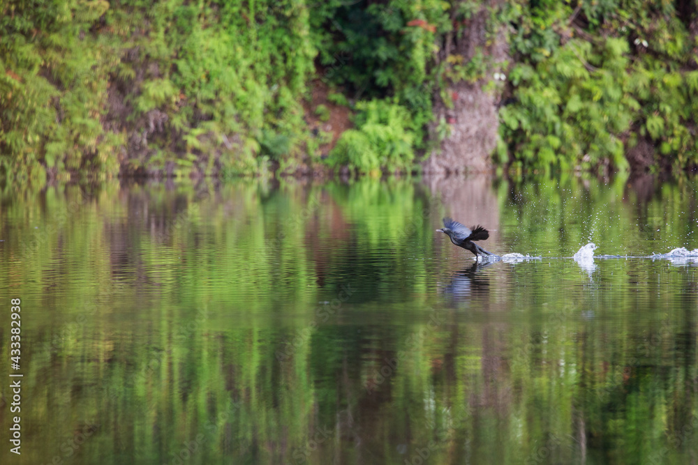 The teal is feeding in the swamps. The teal is feeding in the swamps.
