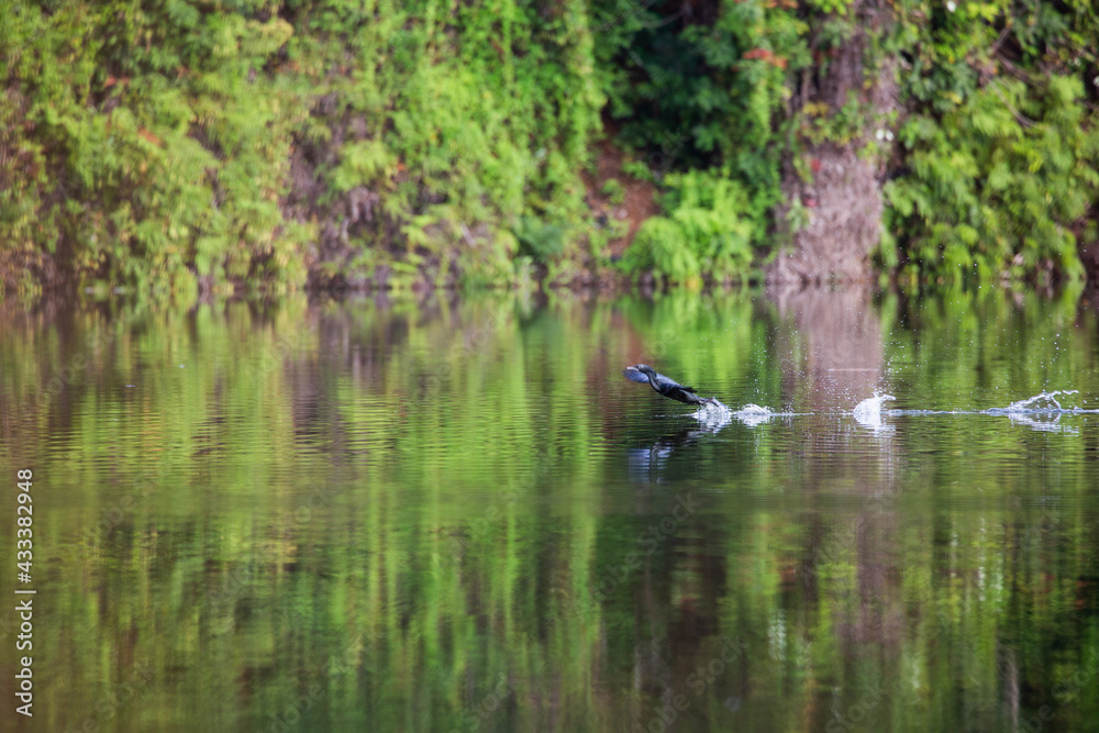 The teal is feeding in the swamps. The teal is feeding in the swamps.