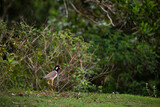 Red-wattled Lapwing (Vanellus indicus) in  Thailand.
