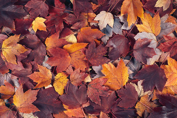 Scattered colorful red, orange and yellow fall maple leaves background. Colors of gold autumn. Seasonal decoration concept.