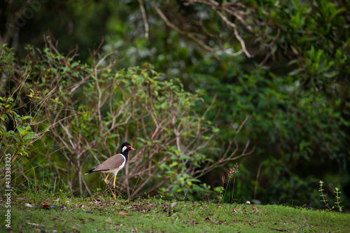 Red-wattled Lapwing (Vanellus indicus) in Thailand.