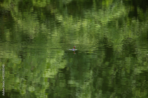 The teal is feeding in the swamps.