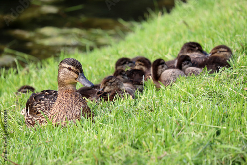 Mallard duck with ducklings rest on a grass after swimming in a lake. Female wild duck with baby birds in summer