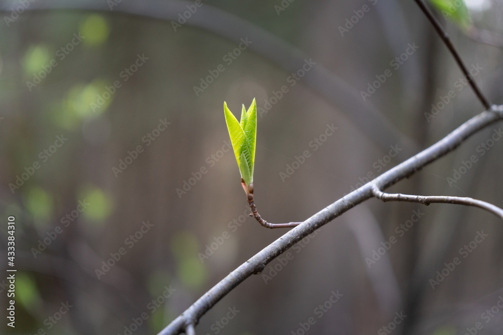 young green leaves on a branch in the forest