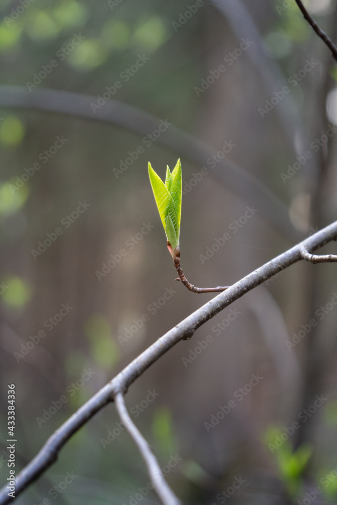 young green leaves on a branch in the forest
