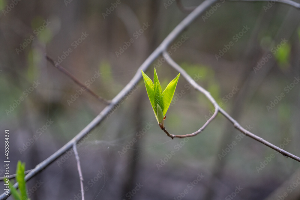 young green leaves on a branch in the forest