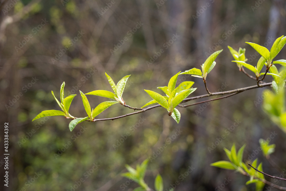 young green leaves on a branch in the forest