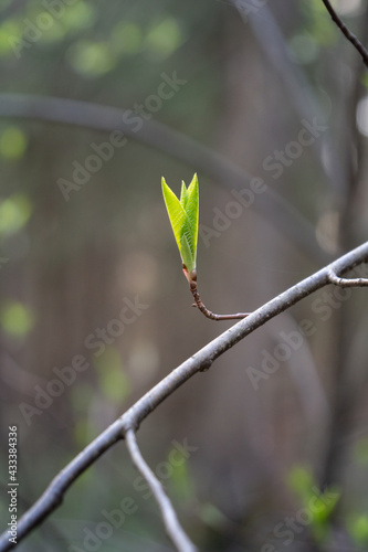 Obraz na płótnie young green leaves on a branch in the forest w salonie