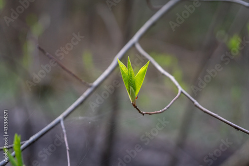 Obraz na płótnie young green leaves on a branch in the forest w salonie