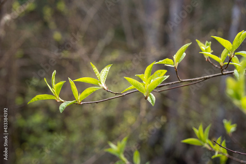 young green leaves on a branch in the forest