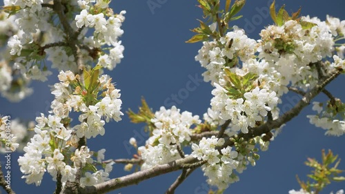 Honey Bees Working on Cherry Tree, 4k