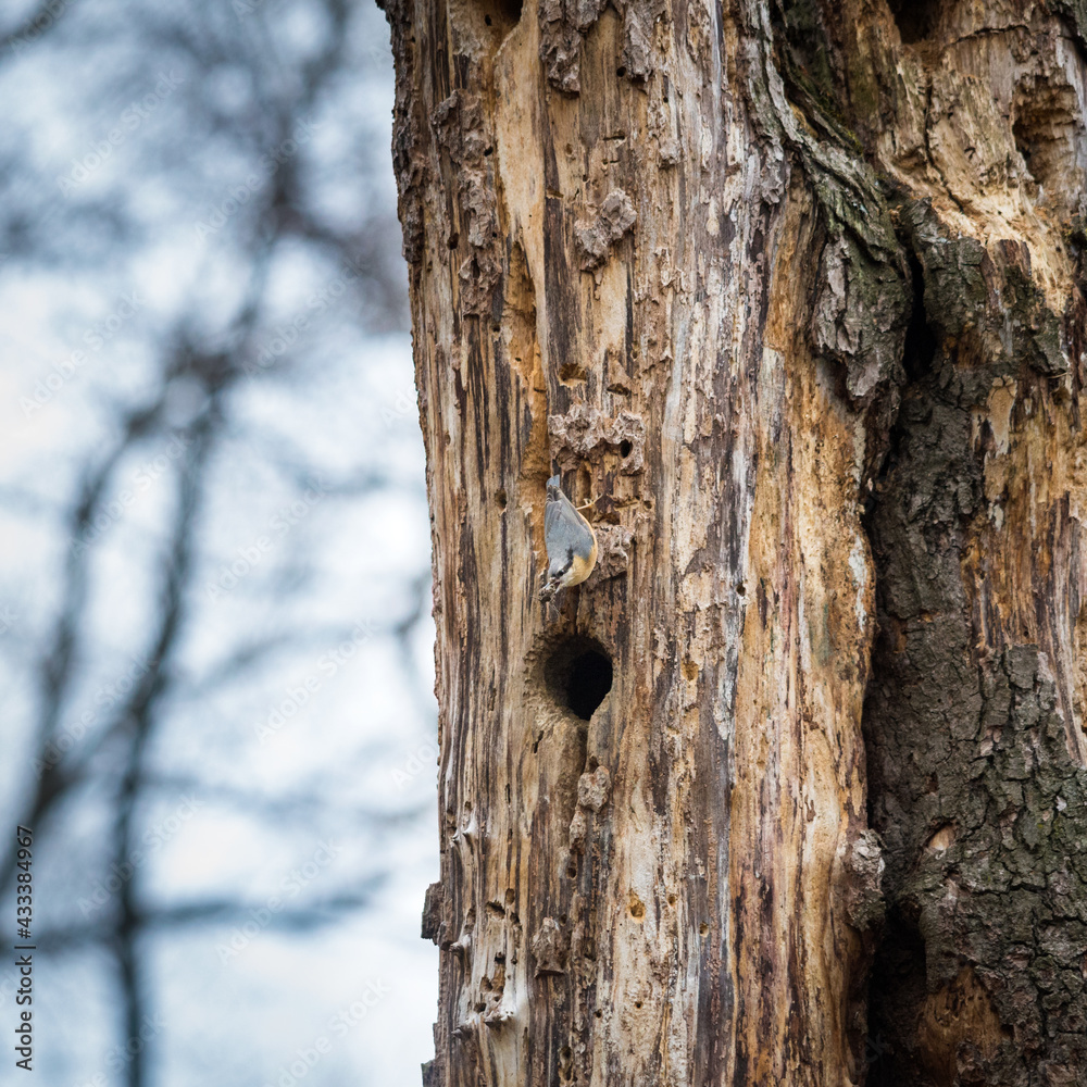 Fototapeta premium Nuthatch on a tree trunk