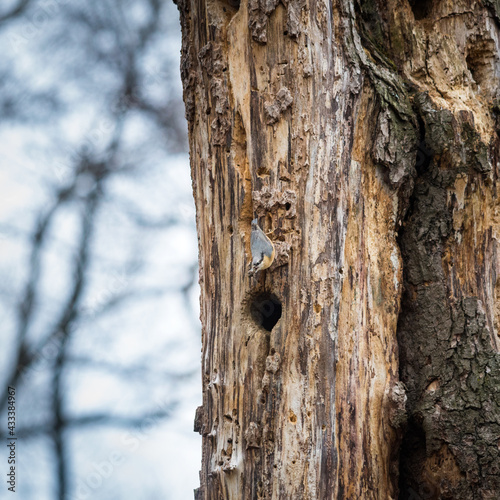 Nuthatch on a tree trunk