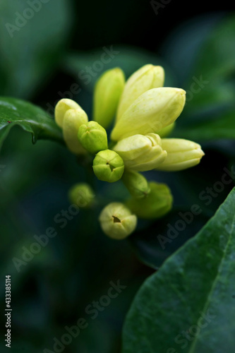 Murraya Paniculata Flower, close up