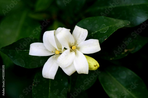 Murraya Paniculata Flower  close up