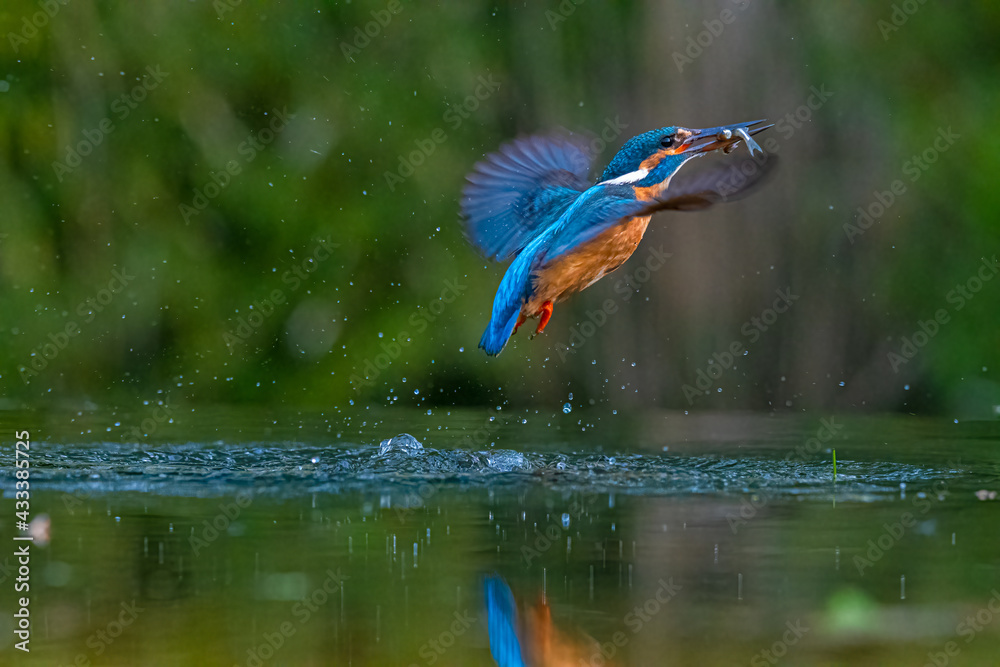 Common kingfisher with a fish in its beak flying over the pond
