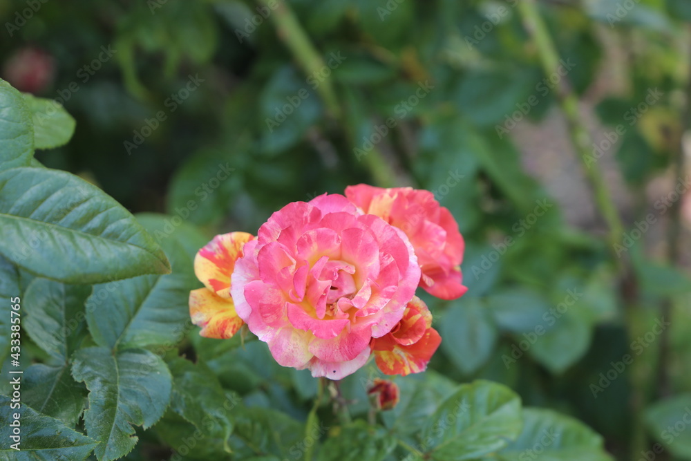 Fototapeta premium Rosa