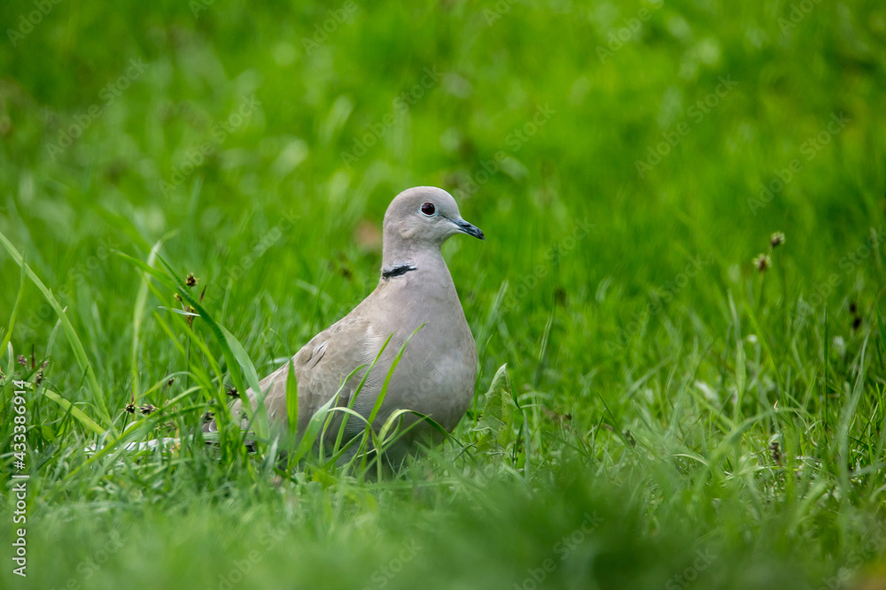 Türkentaube, Taube, Vogel, Garten, Tier, Park, Natur Türkentaube, Taube, Vogel, Garten, Tier, Park, Natur