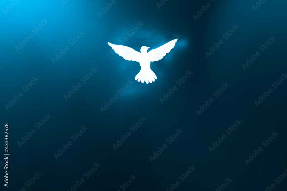 White dove silhouette in blue light. - obrazy, fototapety, plakaty 