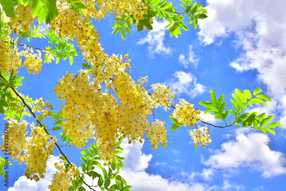 Indian Laburnum Indian Laburnum