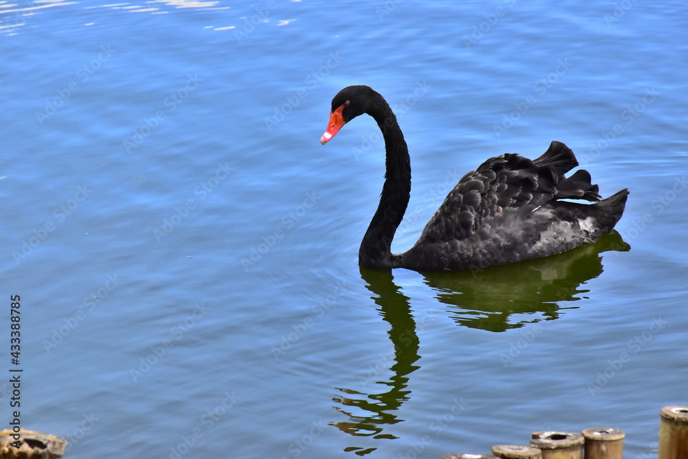 Fototapeta premium black swan on the water