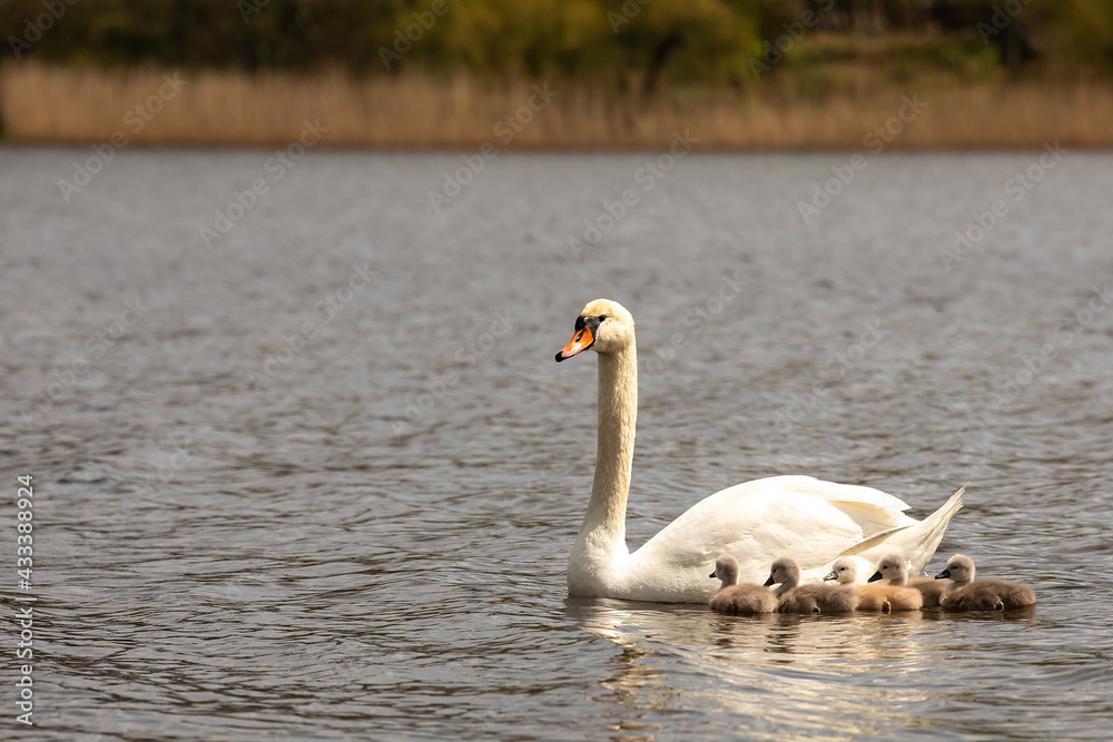 Obraz premium Swan swimming with a brood of chicks