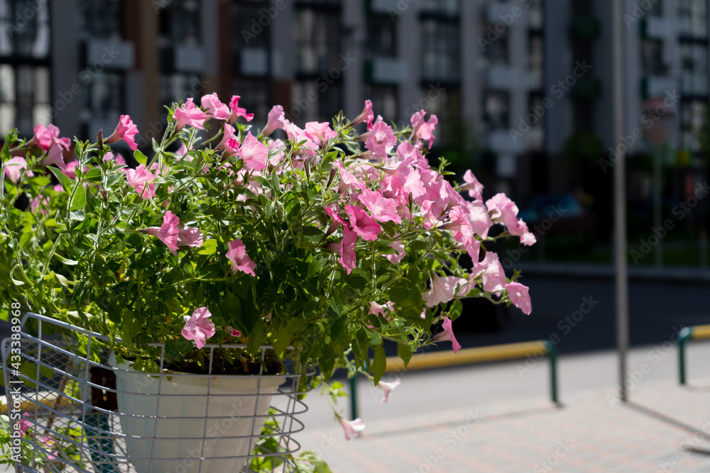 A bush of pink petunias in a pot on the balcony sways in the wind. Pink petunia flower. Grow in the garden. Blooming in summer