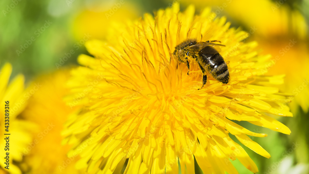 Macro photo of bee collecting nectar from a dandelion flower. Macro photo of bee collecting nectar from a dandelion flower.