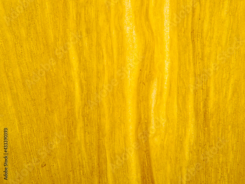 Surface of a yellow tulip petal