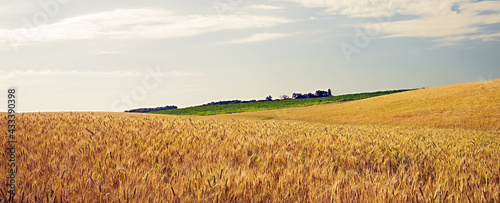 Field wheat crop farm barley agriculture rye harvest background golden © Emoji Smileys People