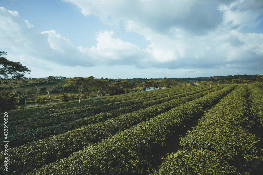 Beautiful view of Tam Chau tea plantation in Bao Loc city, Lam Dong province, Vietnam